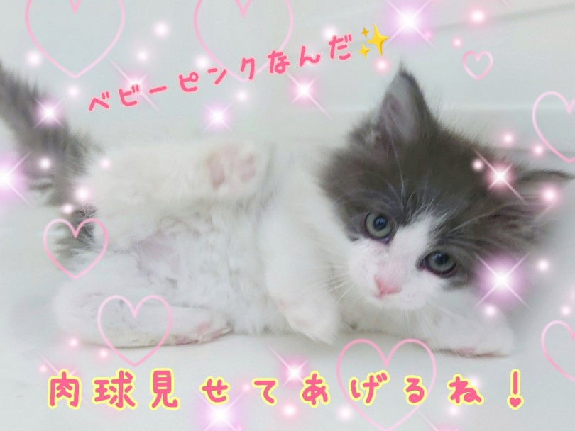 人が大好き！抱っこ大好き！お手入れだってお手のもの！ | ラガマフィン （130394） - 高井戸店