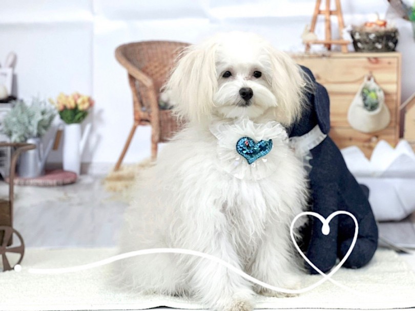 カラーはアプリコットと言うより、落ち着いたクリームに近い | MIX犬 ポメプー （312050） - 横浜 港北ニュータウン店