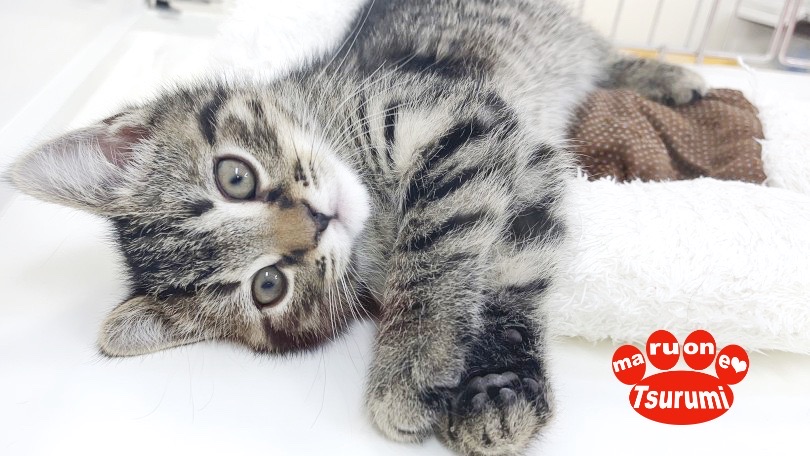 初めての方でも飼いやすい！ | スコティッシュフォールド （713847） - 横浜 鶴見店
