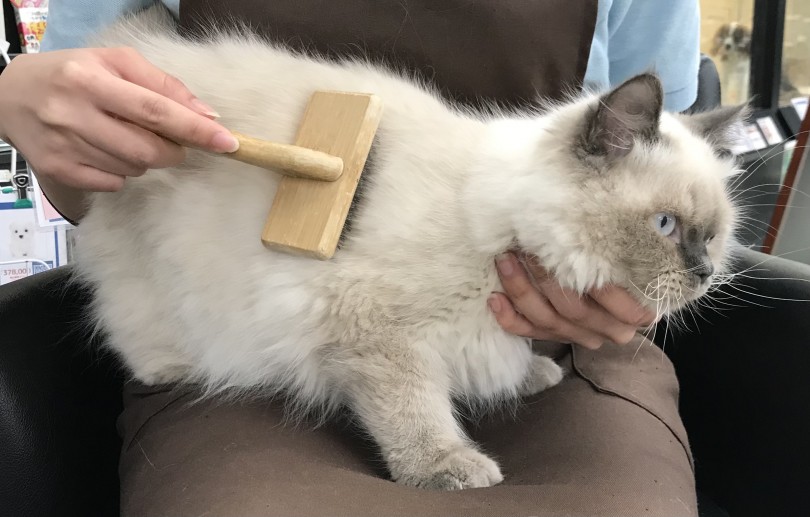 小さい頃から日々お手入れの練習をしているため、ブラッシングはへっちゃら！ | ヒマラヤン （119302） - 梅島店