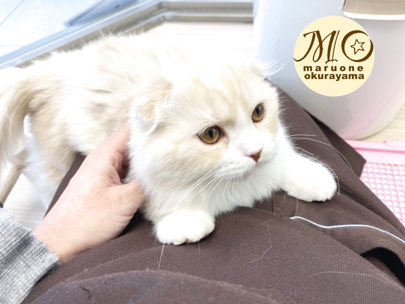 お膝に乗るのがだーいすき！！お膝猫様に成長中！ | スコティッシュフォールド （6131104） - 横浜 大倉山店