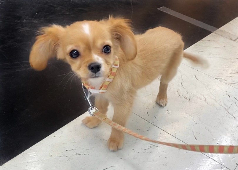 しっぽが止まらないほど抜群の好奇心！ | MIX犬 チワキャバ （914725） - 板橋 志村坂下店