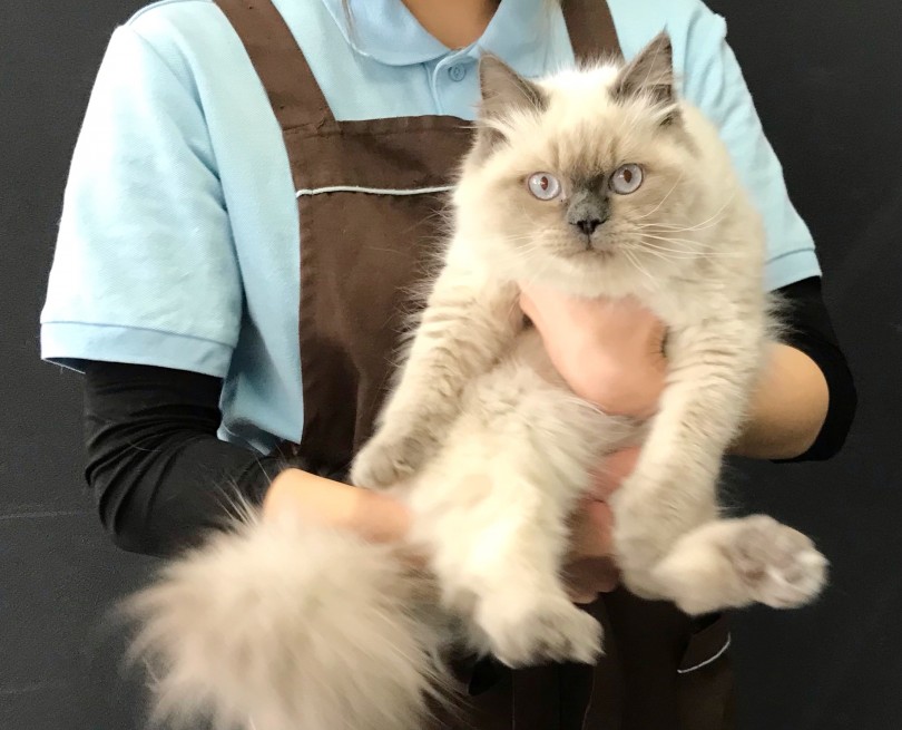 非常に温厚な性格であるため、多頭飼いにも向いている猫ちゃんです♪ | ヒマラヤン （119302） - 梅島店