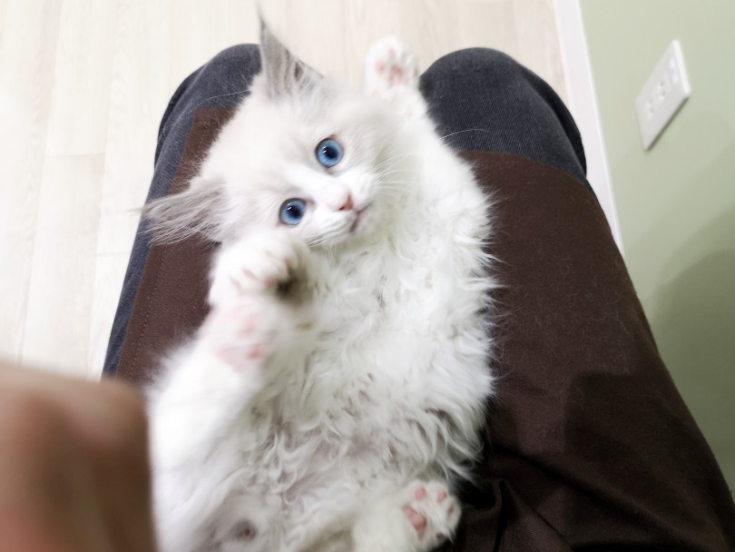 初めて猫ちゃんを飼いたいなぁと思っている方は、是非ともこのラグくんがオススメです！ | ラグドール （130390） - 高井戸店