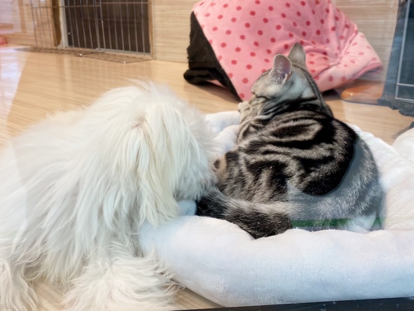 種類を超えて寄り添って眠る尊い姿は究極の癒しそのもの♡ | アメリカンショートヘア （120458） - 横浜 今宿店