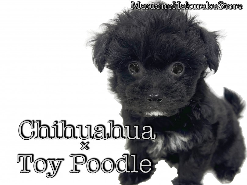 【 MIX 】大人気の超小型犬!飼いやすさ抜群のトイ・プードルとチワワのハーフ!