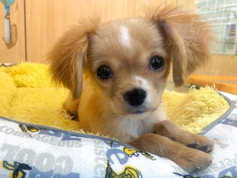 店頭にてキャバチワくんの魅力を体感しませんか？ | MIX犬 チワキャバ （914725） - 板橋 志村坂下店