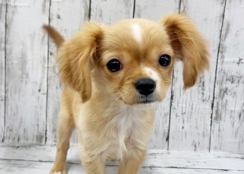 両親のいいとこどりをした唯一無二のお顔立ち！ | MIX犬 チワキャバ （914725） - 板橋 志村坂下店