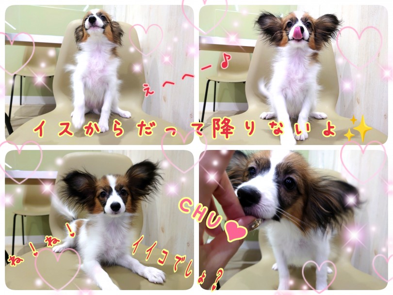小型犬で一番IQが高い！？無駄吠えだってしません！ | パピヨン （130393） - 高井戸店