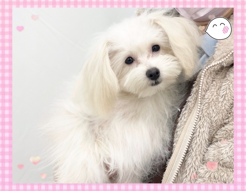 安定した抱き心地のサイズ感 | MIX犬 ポメプー （312050） - 横浜 港北ニュータウン店