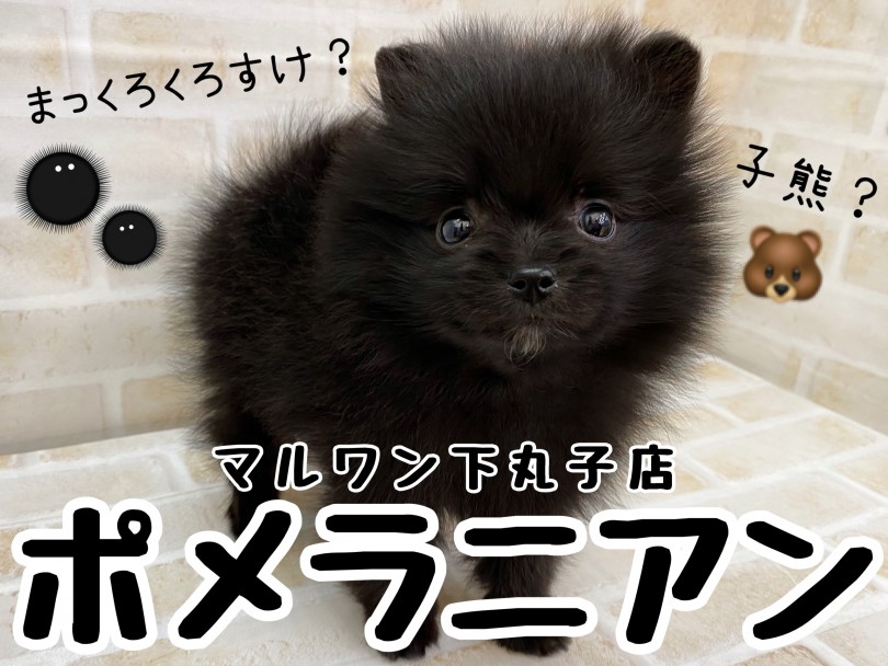 【 ポメラニアン 】黒ポメ改め子熊？愛らしさ大爆発なニューフェイス登場！