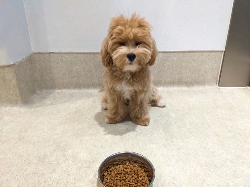 待てをしてみよう! | MIX犬 マルプー （11866） - 横浜 白楽店