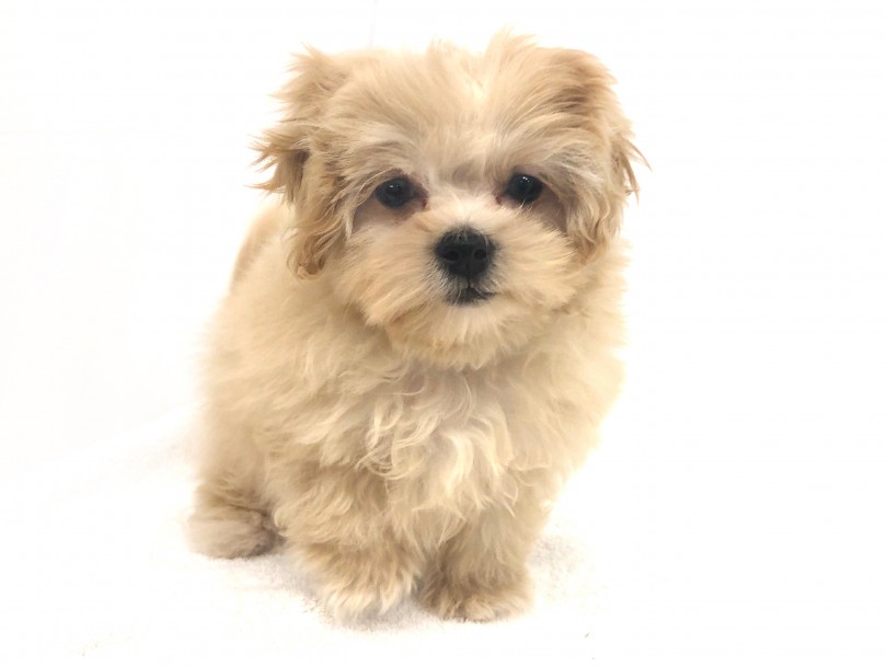 MIX犬『プーズ―』の魅力 | MIX犬 プーズー （118626） - 城山店