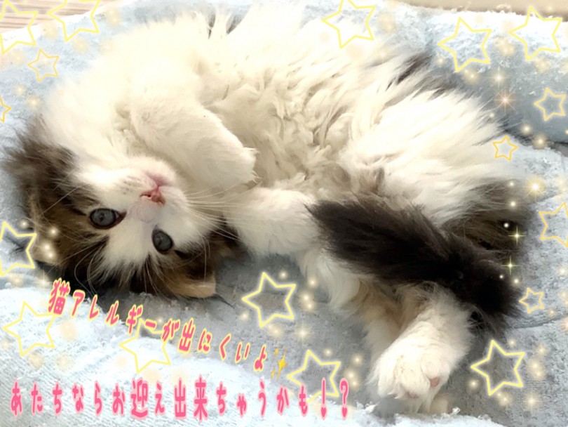 猫アレルギーが発症しにくい！ハイアポアレジェニックキャット(低刺激性猫)です！ | サイベリアン （130392） - 高井戸店