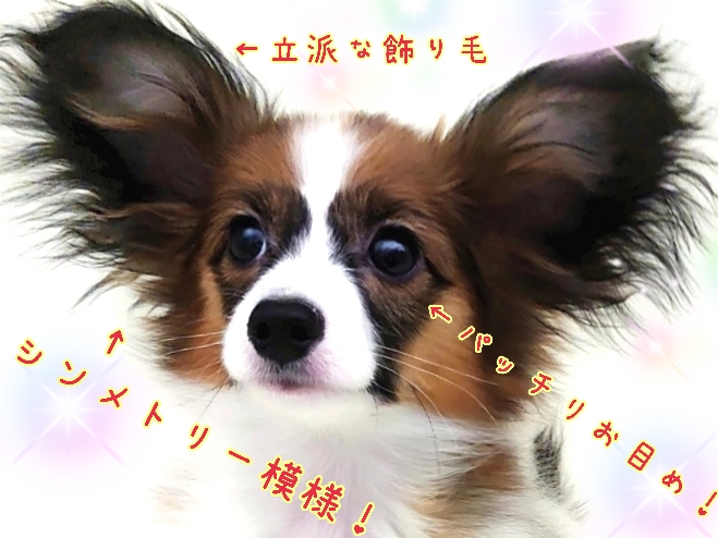 シンメトリー模様が綺麗な美少年！ | パピヨン （130393） - 高井戸店