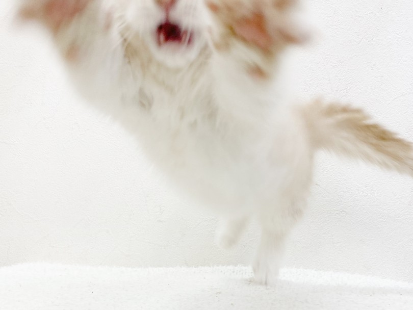 短足ジャンプで猫じゃらしを捕まえにいくマンチカンくん！ | マンチカン （116661） - 下丸子店