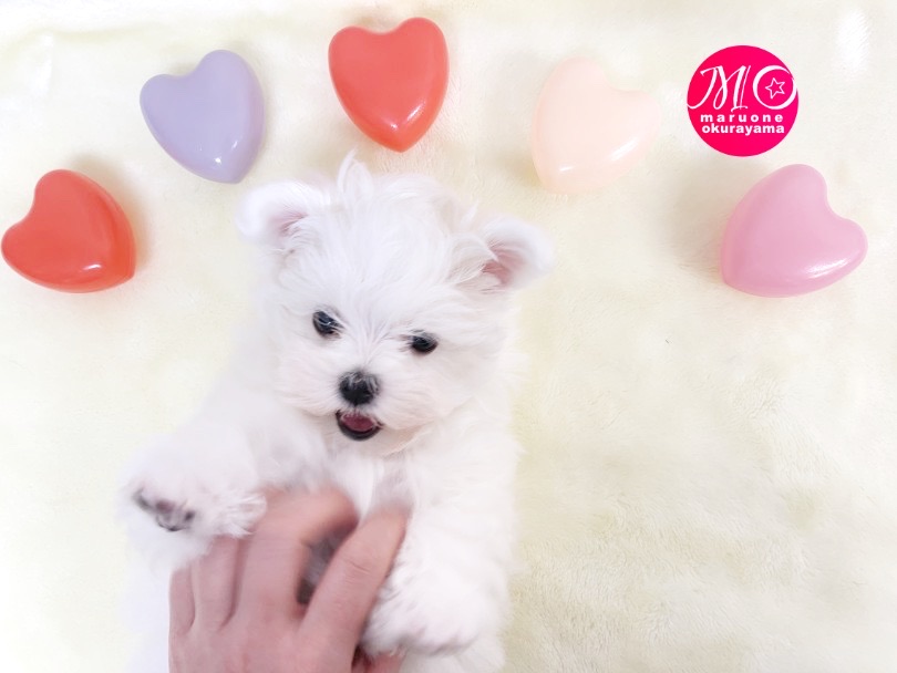 小さめ犬種のマルチーズ の生活イメージ | マルチーズ （6131121） - 横浜 大倉山店