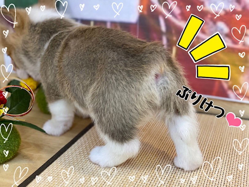 1番のポイントはキュートなお尻♡ | ウェルシュコーギーペンブローク （312075） - 横浜 港北ニュータウン店