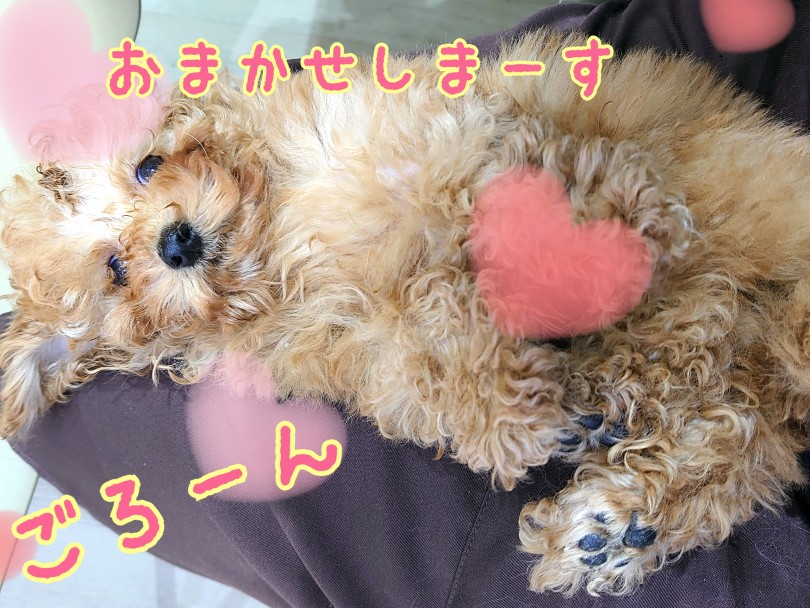 ヘソ天出来ちゃう位のおっとりちゃんです！ | トイ・プードル （130395） - 高井戸店