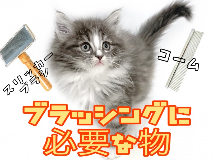 毛が長い分、毎日のブラッシングは欠かせません | ノルウェージャンフォレストキャット （150272） - 東川口店