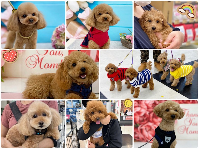 出会いから今の生活までのインタビュー☆ | トイプードルの可愛い自慢を卒業生に聞いちゃいました！ - 横浜 港北ニュータウン店