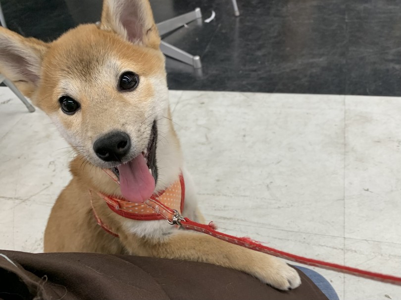 生後5か月になったよ！ | 柴犬 （119313） - 梅島店