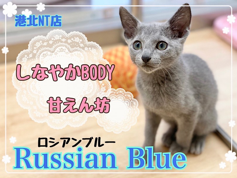 【 ロシアンブルー 】スタイリッシュな美ボディ！甘えん坊な男の子