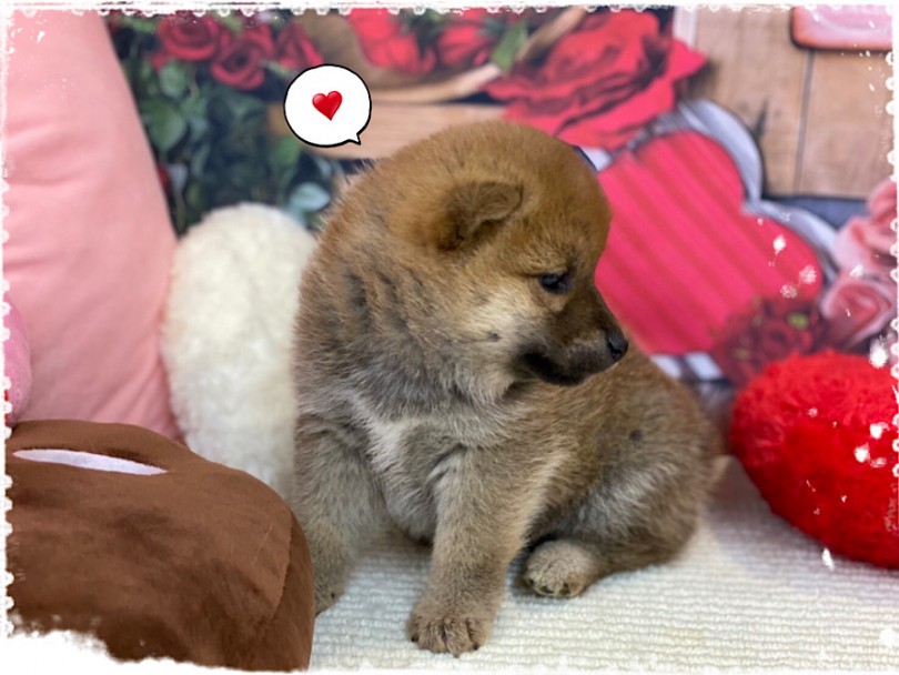 生後70日の柴子さんの様子 | 柴犬 （312079） - 横浜 港北ニュータウン店