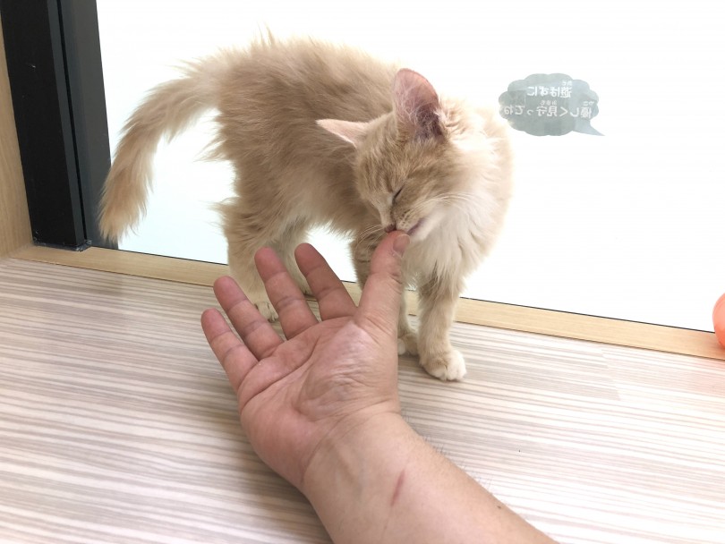 どんな相談も365日プロのスタッフがお客様のお悩みにお答えします | ノルウェージャンフォレストキャット （130387） - 高井戸店