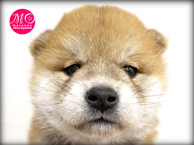 絵に書いたような丸顔！ | 柴犬 （6131139） - 横浜 大倉山店