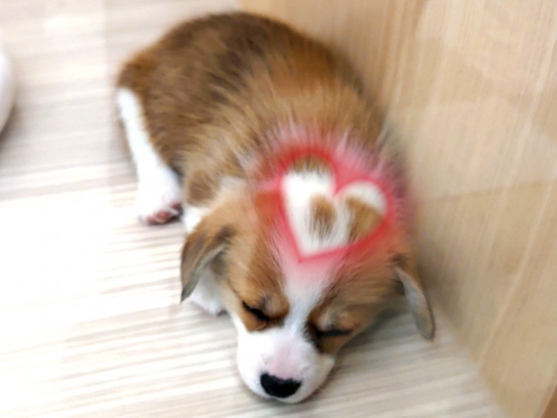 隠れマロ眉と頭のてっぺんにあるボタンみたいなちょこんとカフェオレカラーがチャームポイント♪ | ウェルシュコーギーペンブローク （130402） - 高井戸店