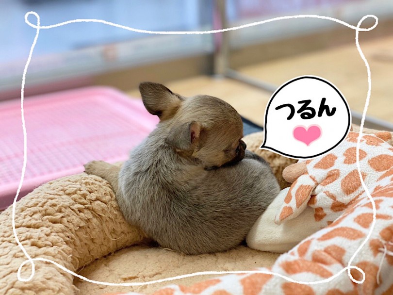 お仕事をされてる方でテレワークやリモートでない方でも、この月齢でも不安なくお迎え出来るのでご安心ください | チワワ （312080） - 横浜 港北ニュータウン店