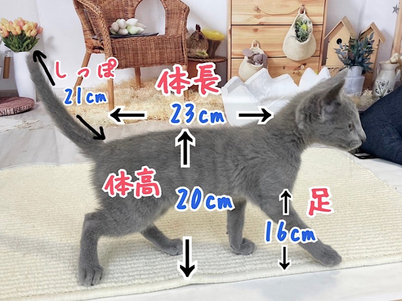 筋肉質でとってもしなやかな美ボディ | ロシアンブルー （312078） - 横浜 港北ニュータウン店