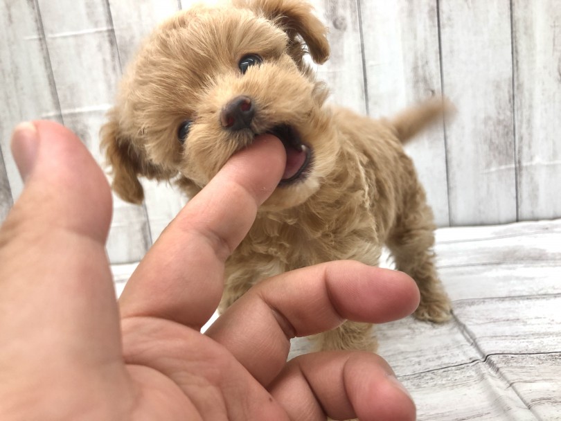 頭がいいので子犬の頃からしっかりしつけ | MIX犬 チワプー (512791) - 本羽田店