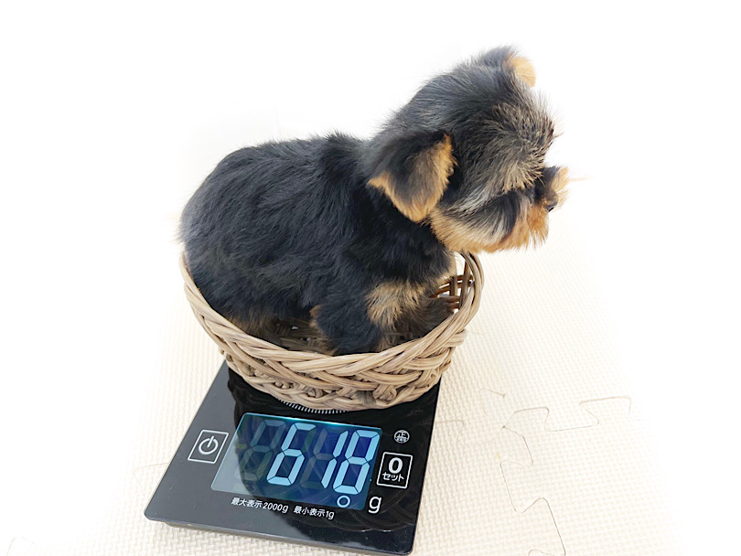 生後60日時点で618g 一般的なヨーキーに比べ1周り程小さめ | ヨークシャーテリア （814734） - 大和 相模大塚店