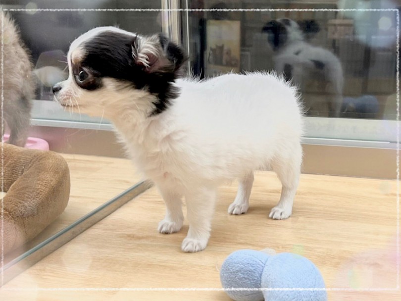 生後4ヶ月になったチワワちゃん | チワワ （312076） - 横浜 港北ニュータウン店