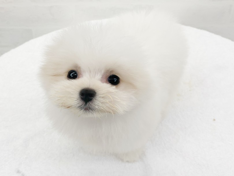 写真撮影中でもアイコンタクトはバッチリです！ | MIX犬 マルポメ （014417） - 東日暮里店