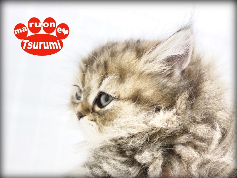 ちょこっとペチャ鼻がとってもキュート♡ | ペルシャ （713852） - 横浜 鶴見店