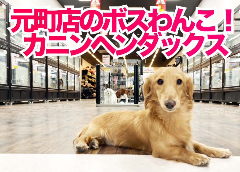【 カニンヘンダックス 】相棒感たっぷり！初心者に超オススメわんこ！