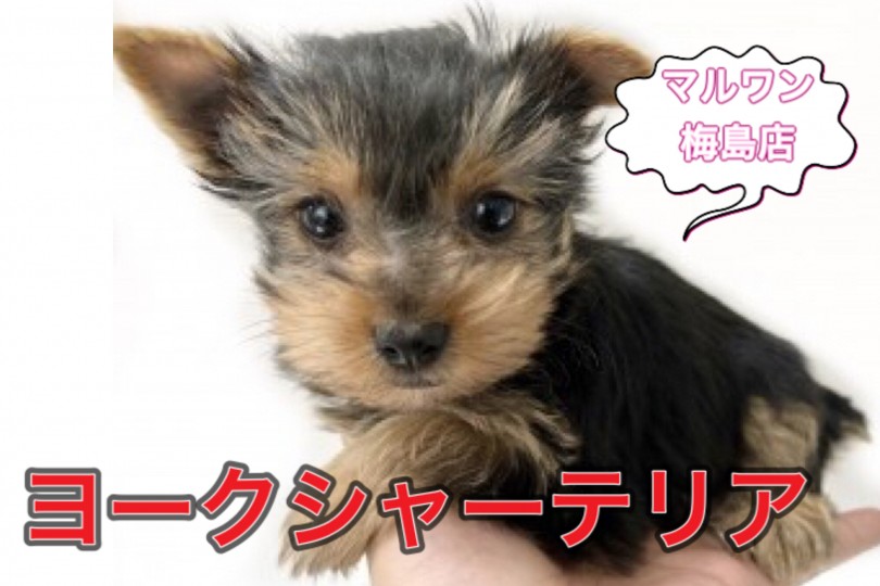 【 ヨークシャーテリア 】初心者でも飼いやすい！社交性抜群なヨーキー登場！