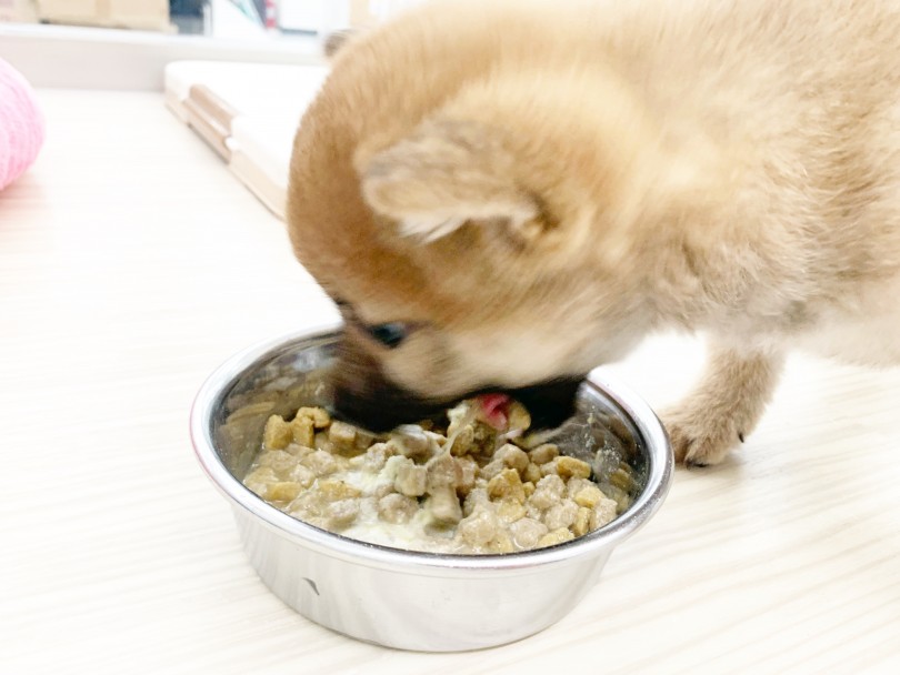 一目惚れした方は是非一度当店へお越しください | 豆柴 （014419） - 東日暮里店