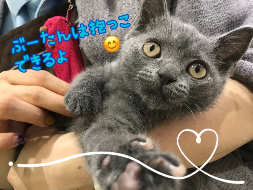 穏やかでとっても良い性格！ | ブリティッシュショートヘア （130397） - 高井戸店