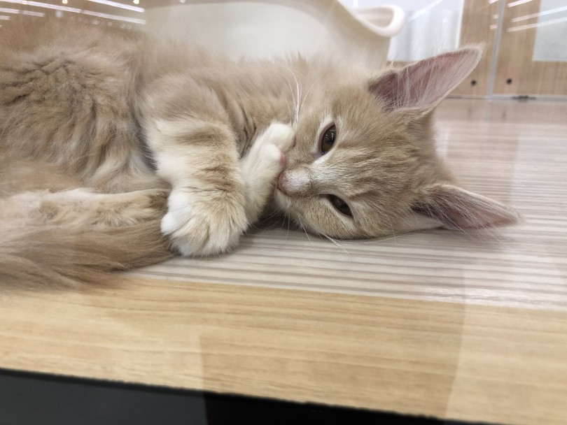 超がつく甘えん坊ちゃん | ノルウェージャンフォレストキャット （130387） - 高井戸店