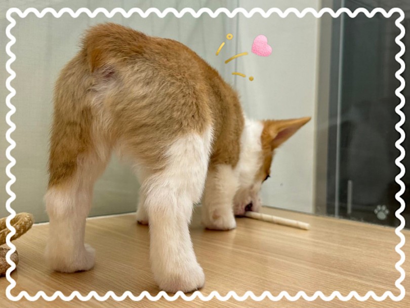 生後4ヶ月 ちょっと細マッチョのコーギーちゃん | ウェルシュコーギーペンブローク （312075） - 横浜 港北ニュータウン店