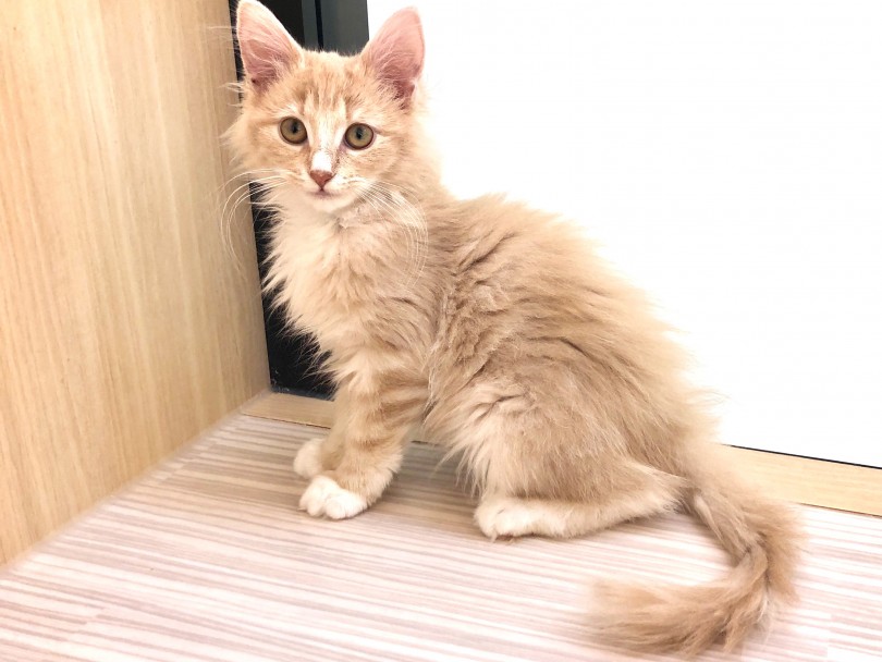 自慢の長毛と美しい毛色 | ノルウェージャンフォレストキャット （130387） - 高井戸店