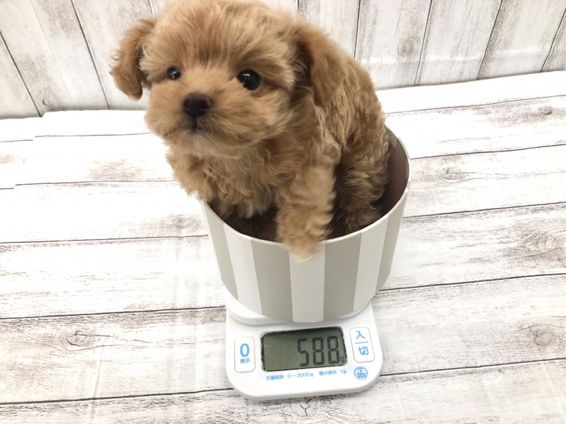 現在(2022年2月26日)の体重は588gです | MIX犬 チワプー (512791) - 本羽田店