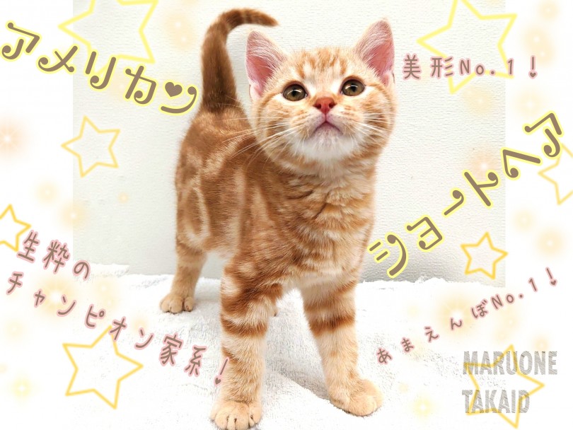 【 アメリカンショートヘア 】生粋のチャンピオン家系！控えめ甘えんぼな性格！