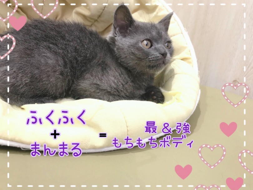 魅力がギュッと詰まったボディ！ | ブリティッシュショートヘア （130397） - 高井戸店