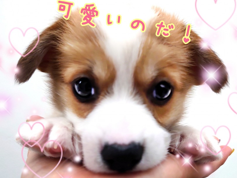 シンメトリー模様が綺麗な美少女ちゃんです！ | ウェルシュコーギーペンブローク （130402） - 高井戸店