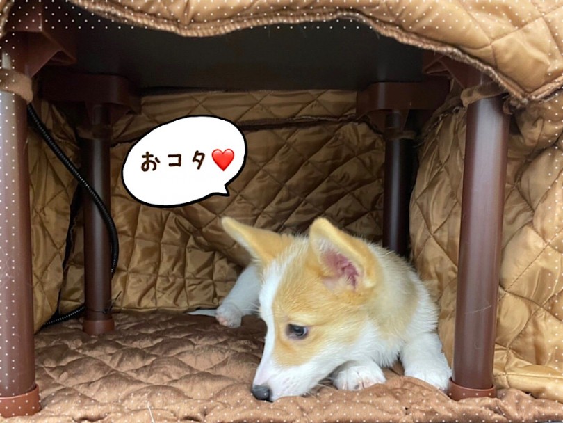 コーギーちゃんに是非会いに来てくださいね。 | ウェルシュコーギーペンブローク （312075） - 横浜 港北ニュータウン店